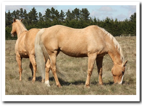 Indy and Tawny graze perfect horse grass in winter.