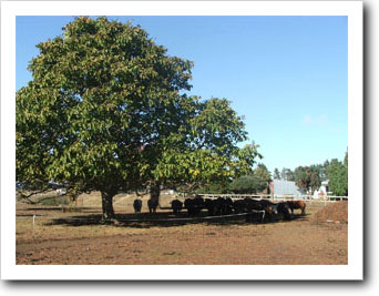 Dry lot with beautiful shade