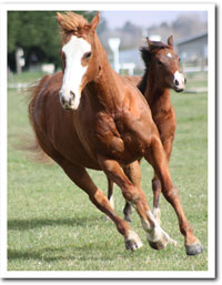 Handsome and echo