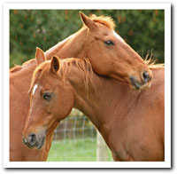 Persil and merlot playing