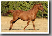 Persil racing around