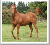 persil grass affected!