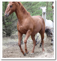 persil leaping about