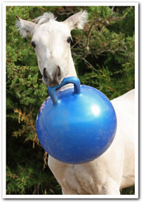 Zephyr with his ball