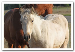 Zephyr Gelded