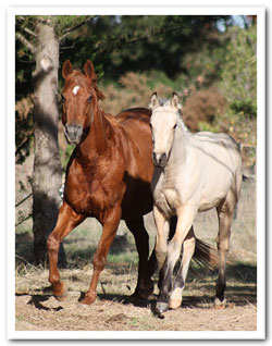 Zephyr and Merlot