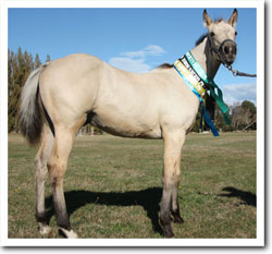 Zephyr with his awards