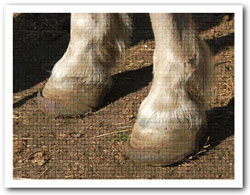 Peppy's new hooves.