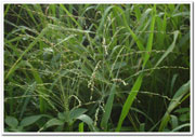 Guinea grass