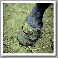 Hoof Slough - selenium toxicity