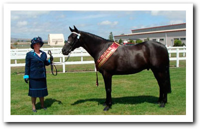Denzel winning Champion part bred gelding.