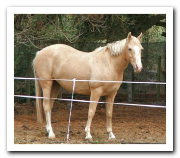 persil grass affected!